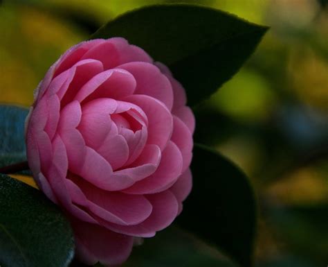 Significato dei fiori: la camelia, perchè è il fiore degli.